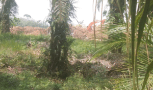 KBOBABEL.COM (Bangka Tengah), – Praktik tambang timah ilegal yang menggila di Dusun Nadi, Kecamatan Lubuk Besar, kian membuka borok pembiaran hukum di Bangka Belitung. Aktivitas tambang ini tak hanya kembali menjebol kawasan hutan lindung yang sempat ditertibkan, tapi kini malah menggandeng alat berat, bahkan oknum militer aktif yang mengaku sebagai pemiliknya. Minggu (22/6/2025).