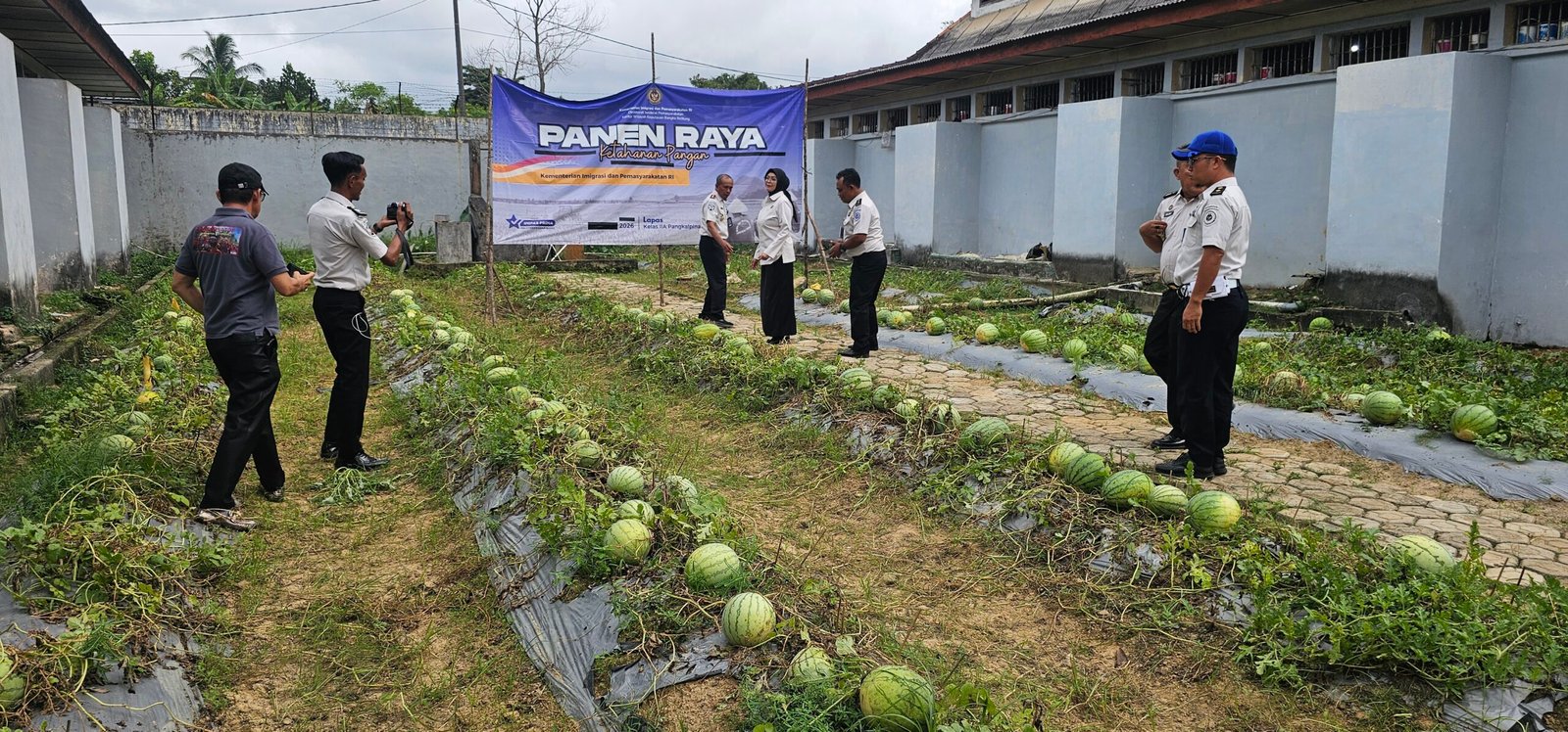 KBOBABEL.COM (PANGKALPINANG) – Di tengah berbagai keterbatasan sarana dan prasarana, Lembaga Pemasyarakatan (Lapas) Kelas IIA Pangkalpinang kembali membuktikan bahwa pembinaan yang terarah mampu menghasilkan karya nyata dan bernilai ekonomi. Melalui program ketahanan pangan yang terus dikembangkan, Lapas Pangkalpinang berhasil memanen sebanyak 231 kilogram semangka dari lahan produktif seluas 160 meter persegi, Senin (8/6/2026).