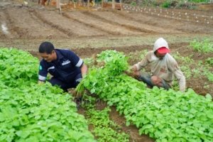 PT Timah Dukung Pertanian Lokal untuk Wujudkan Ketahanan Pangan Nasional