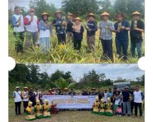Kolaborasi PT Timah dan Petani Desa Badau: Sulap Lahan Bekas Tambang Jadi Kebun Nanas Produktif