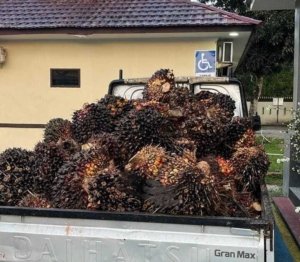 Polisi Tangkap Pencuri TBS Sawit di Bangka Tengah, 1 Ton Barang Bukti Disita