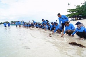 Dukung Pariwisata dan Ekosistem Laut, PT Timah Bersama AAI Sumbagsel Lepasliarkan Tukik Sisik di Pulau Kelayang