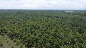 Enam Perusahaan Sawit Diduga Beroperasi Tanpa HGU, PT SNS Milik Juliana Lian Disinyalir Merambah Hutan