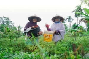 Dari Nanas hingga Kakap Putih, PT Timah Perkuat Ekonomi Desa dengan Program PPM