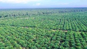 Kebun Sawit 24 Ha Milik Cong Akin Sudah Disita, Tapi Panen Jalan Terus Selama 6 Tahun — Satgas PKH Harus Turun Tangan