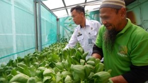 Warga Binaan Lapas Narkotika Pangkalpinang Panen 7 Kg Pakcoy Hidroponik, Dukung Ketahanan Pangan