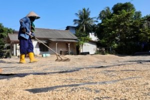 Gubernur Hidayat Bawa Kabar Baik, Bulog Kembali Serap Gabah Desa Rias
