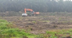 Lahan Sawit Beralih Jadi Tambang? Warga Pertanyakan Rencana Mitra PT Timah di Perkebunan PT GML