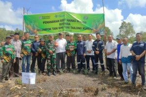 PT Timah Tbk dan Kelompok Tani Bina Tani Tailong Tanam 50 Ribu Bibit Nanas di Kundur, Dorong Ketahanan Pangan Daerah