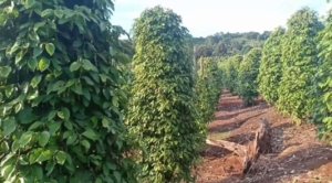 Lahan Lada Terus Menyusut, BRIN Minta Babel Segera Buat Perda Perlindungan Perkebunan