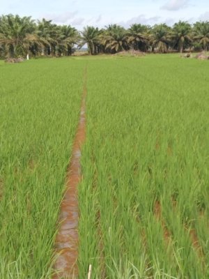 Air Irigasi Keruh Diduga Akibat Tambang, Petani Rias Bangka Selatan Terancam Gagal Panen