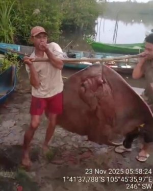 Ketika Pari 80 Kilogram Naik ke Perahu: Isyarat Hidup dari Laut yang Hampir Mati