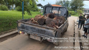 Ketahuan Saat Keluar Kebun, Tiga Ninja Sawit di Bangka Barat Digelandang ke Polsek