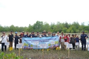 PT TIMAH Tbk Tanam 5.000 Mangrove di Pantai Takari, Perkuat Perlindungan Pesisir Bangka