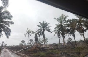 KBOBABEL.COM (BANGKA) - Keberadaan aktifitas tambang biji timah dalam area hak guna usaha (HGU) perkebunan sawit PT Gunung Maras Lestari (GML) dengan luasan 400 hektar lebih di wilayah Desa Bukit Layang, Kecamatan Bakam, Kabupaten Bangka, Provinsi Kep Bangka Belitung diharapkan dapat memberikan dampak positif dan kesejahteraan bagi masyarakat sejumlah daerah setempat