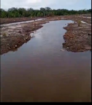 Viral Video, Hutan Mangrove di Bangka Selatan Diduga Dibabat untuk Perkebunan Sawit