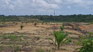Dari Tambang Ilegal ke Kebun Sawit, Hutan Lindung Bangka Barat Kembali Disorot