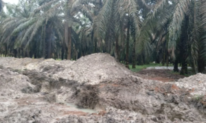 Lahan HGU PT GML Diduga Dirambah Tambang Timah Ilegal, Aktivitas Terorganisir Seret Nama Jhn