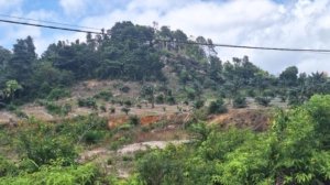 Hutan Lindung Bukit Pading Dikepung Tambang dan Kebun Sawit, Tutupan Lahan Berubah