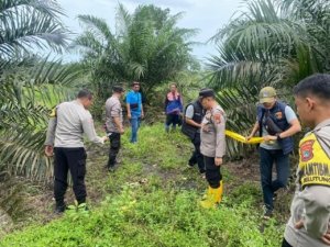 Heboh Penemuan Tengkorak Manusia di Kebun Sawit Bangka Tengah, Polisi Turunkan Tim Inafis