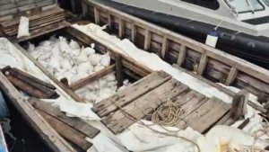 Bea Cukai Bongkar Penyelundupan Timah 25 Ton, Pemilik Tunggal Disebut Pemain Kelas Kakap