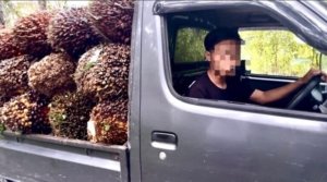 Pengangkutan TBS dari Kawasan Hutan Produksi Gunung Tikus Terendus, Polisi Dalami Legalitas Lahan