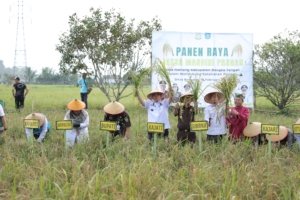 Panen Perdana 100 Hektare di Namang, Gubernur Hidayat Dorong Ketahanan Pangan Babel