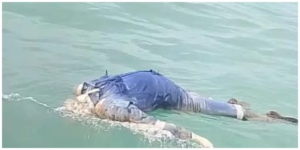 Hilang Saat Disisir Tim SAR, Jasad Berwearpack Biru Muncul di Bangka Selatan