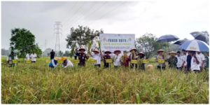 Program Jaksa Mandiri Pangan Berbuah Manis, Ratusan Hektare Sawah di Namang Dipanen