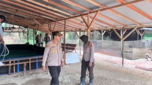 Digerebek Polisi, Arena Judi Sabung Ayam di Semabung Pangkalpinang Diratakan