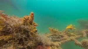 Dari Darat ke Laut, PT TIMAH Perkuat Komitmen Jaga Lingkungan