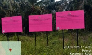 KBOBABEL.COM (BANGKA TENGAH) — Praktik panen kelapa sawit di lahan yang telah disita negara kembali mencuat dan memantik sorotan tajam publik. Perkebunan milik Thamron alias Aon yang sebelumnya disita oleh Kejaksaan Agung diduga masih terus dipanen secara leluasa tanpa hambatan berarti, Selasa (21/4/2026).
