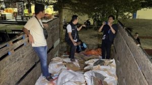 Polisi Gagalkan Pengiriman Timah Ilegal ke Jakarta, 13 Ton Barang Bukti Disita