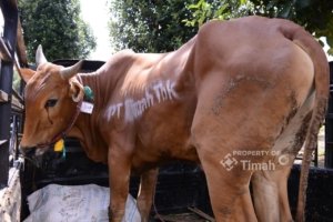 PT TIMAH Tebar Kepedulian Jelang Iduladha 2026, Ratusan Hewan Kurban Disalurkan ke Wilayah Operasional