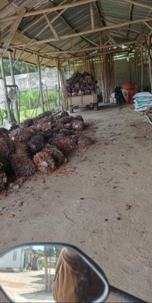 Petani Sawit Babel Mulai Resah, Harga TBS Dikabarkan Turun Usai Wacana Ekspor Satu Pintu