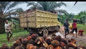 HARGA SAWIT ANJLOK, PETANI BABEL TERTEKAN BIAYA PUPUK DAN RACUN MAHAL