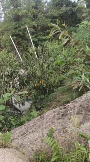 Lima Meter dari Maut: Aktivitas Tambang di Parit 4 Diduga Ancam Nyawa Pengguna Jalan