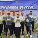 KBOBABEL.COM (PANGKALPINANG) – Di tengah berbagai keterbatasan sarana dan prasarana, Lembaga Pemasyarakatan (Lapas) Kelas IIA Pangkalpinang kembali membuktikan bahwa pembinaan yang terarah mampu menghasilkan karya nyata dan bernilai ekonomi. Melalui program ketahanan pangan yang terus dikembangkan, Lapas Pangkalpinang berhasil memanen sebanyak 231 kilogram semangka dari lahan produktif seluas 160 meter persegi, Senin (8/6/2026).
