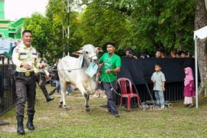 Berbagi Kebahagiaan Idul Adha, PT TIMAH Salurkan Ratusan Hewan Kurban untuk Masyarakat dan Rumah Ibadah