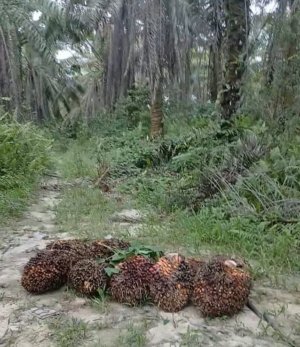 Dua Pelaku Sudah Masuk Penjara, Siapa Aktor di Balik Penjarahan Sawit Ambalat yang Masih Berjalan?