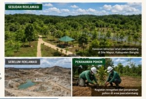 MSP Pulihkan Lahan Pascatambang, Reklamasi di Mapur Kembalikan Fungsi Ekologis dan Buka Peluang Ekonomi Warga