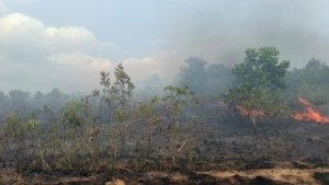 Niat Bakar Sampah Berujung Petaka, 4 Hektare Lahan di Mentok Hangus Dilalap Api