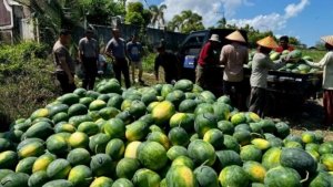 Dukung Ketahanan Pangan, Polres Bangka Barat Sukses Panen 15 Ton Semangka dari Lahan Tidur