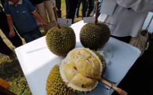 Kontes Durian Babel 2026 Hasilkan Lima Varietas Unggulan, DPKP Siapkan Pendaftaran ke Kementan