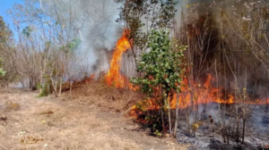 Karhutla Capai 82 Hektare di Babel, BPBD Soroti Kebiasaan Warga Bakar Sampah dan Buka Lahan