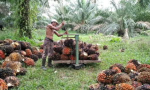 Petani Bangka Selatan Ungkap Beban di Balik Stabilnya Harga Sawit, Pupuk Mahal dan Selisih Harga TBS Jadi Sorotan