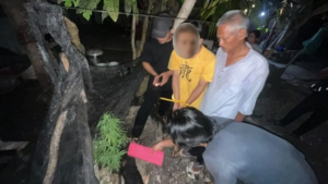 Mahasiswa di Bangka Tengah Ditangkap Polisi, Diduga Tanam Ganja dan Simpan 72,7 Gram Barang Bukti
