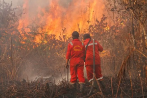 6 Provinsi Masih Dibayangi Karhutla, BMKG Bergerak dengan Operasi Modifikasi Cuaca