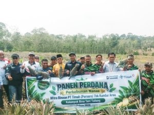 Panen Nanas Perdana, Binaan PT TIMAH Dorong Kelompok Tani Bina Tani Gerakkan Ekonomi Kundur