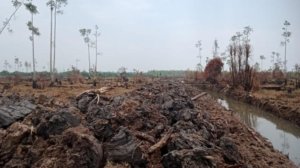 Kawasan Wisata Alam Sungai Upang Bangka Terancam, Pembukaan Lahan Sawit Dihentikan Satpol PP